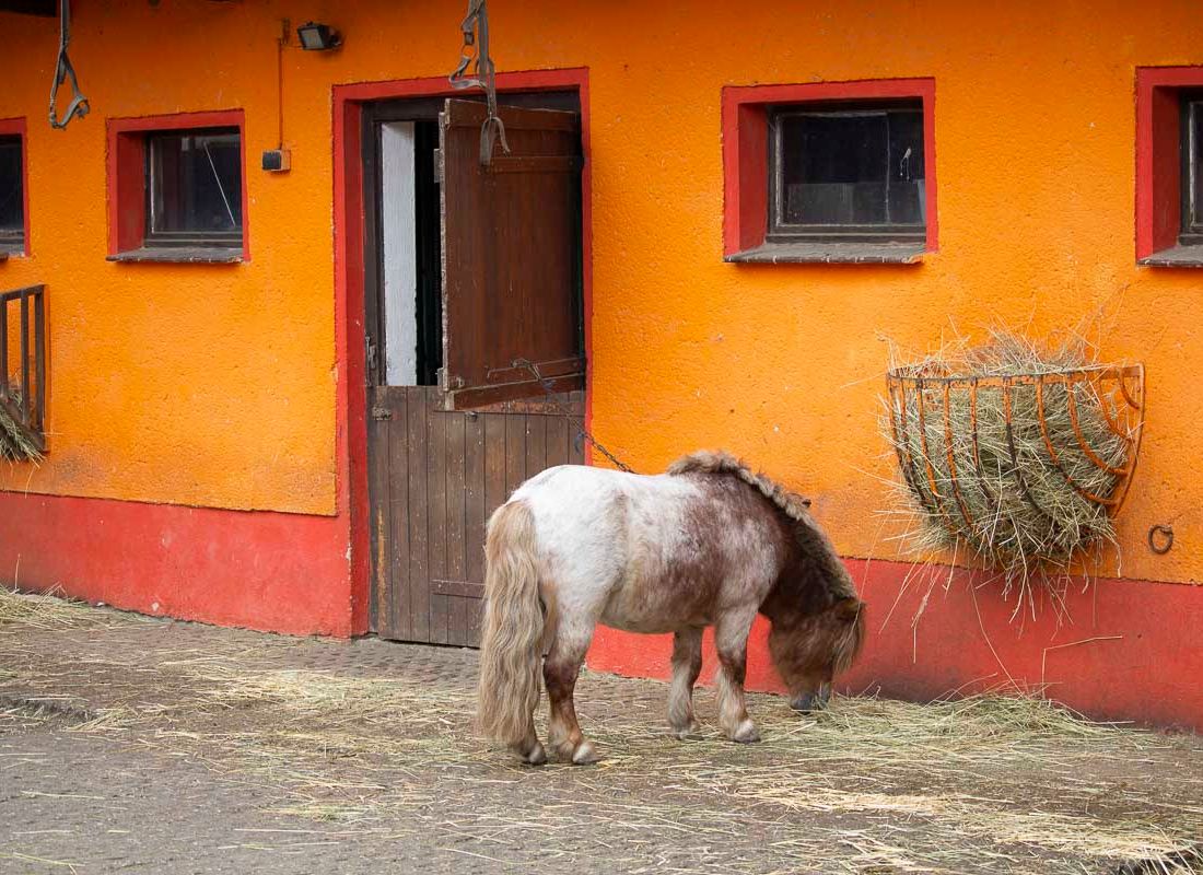 Klein- und Huftierwelt vom Tierpark Bad Kösen