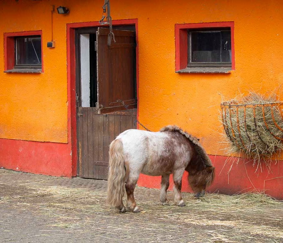 Klein- und Huftierwelt vom Tierpark Bad Kösen