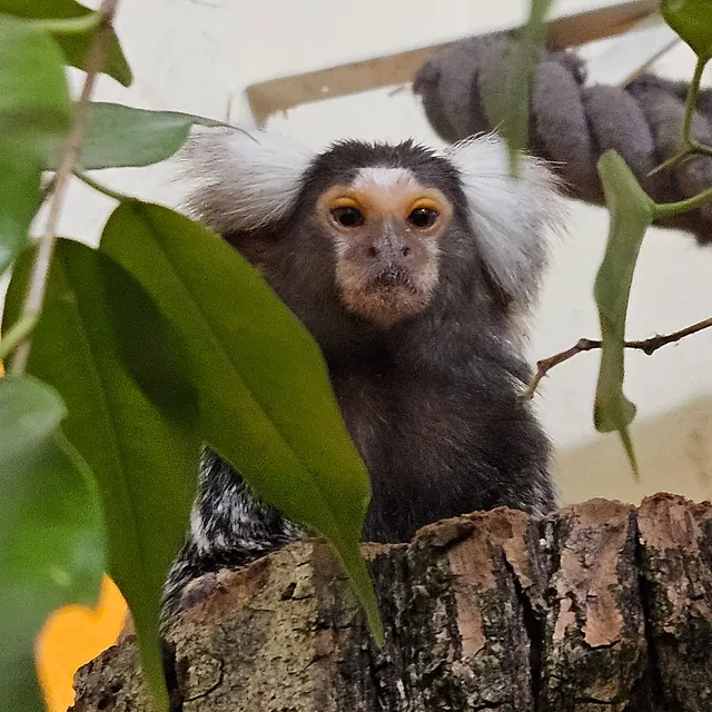 Unsere Bewohner der Affenwelt von Attraktionen vom Tierpark Bad Kösen