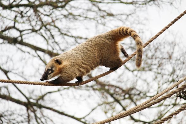 Unsere Bewohner der Raubtierwelt vom Attraktionen vom Tierpark Bad Kösen
