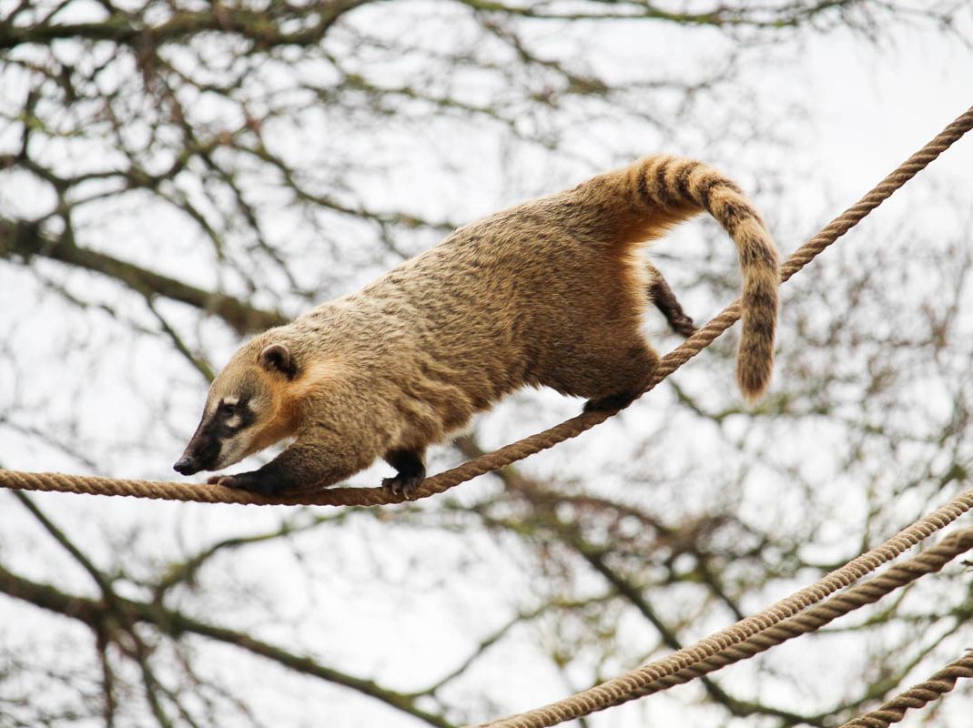 Unsere Bewohner der Raubtierwelt vom Attraktionen vom Tierpark Bad Kösen