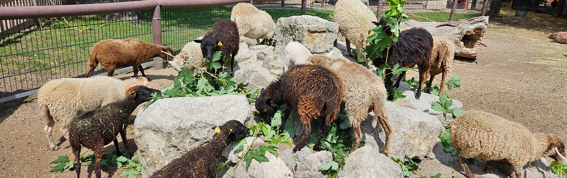 Attraktionen vom Tierpark Bad Kösen