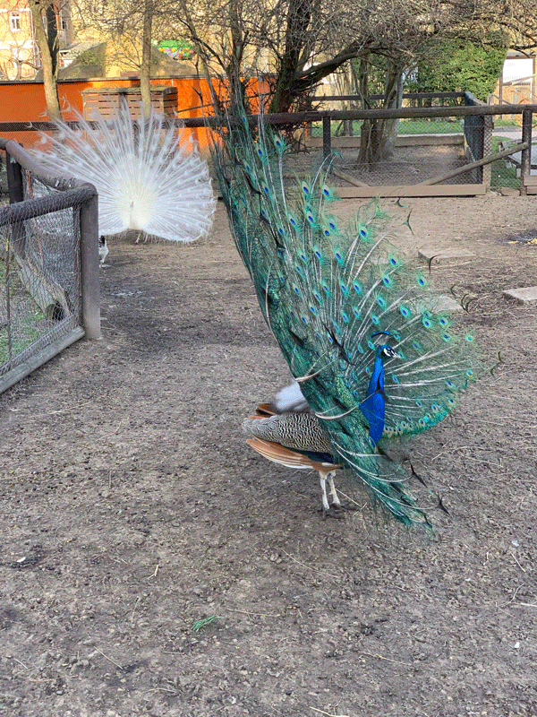 Tierpark Bad Kösen Pfau