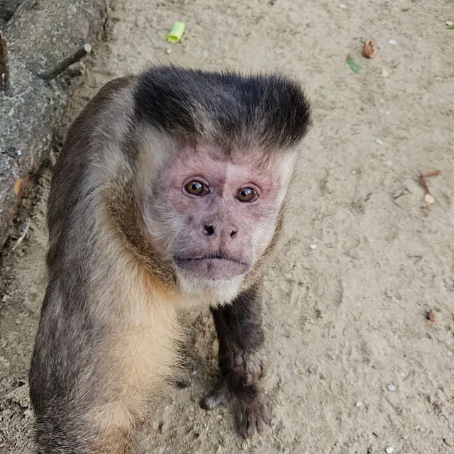 Unsere Bewohner der Affenwelt von Attraktionen vom Tierpark Bad Kösen