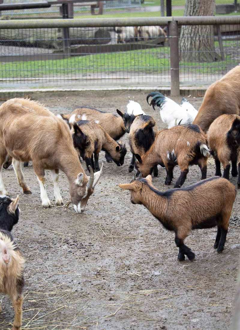 Klein- und Huftierwelt vom Tierpark Bad Kösen