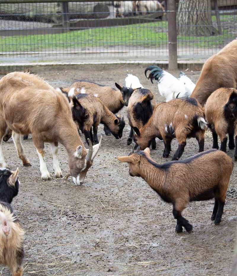 Klein- und Huftierwelt vom Tierpark Bad Kösen