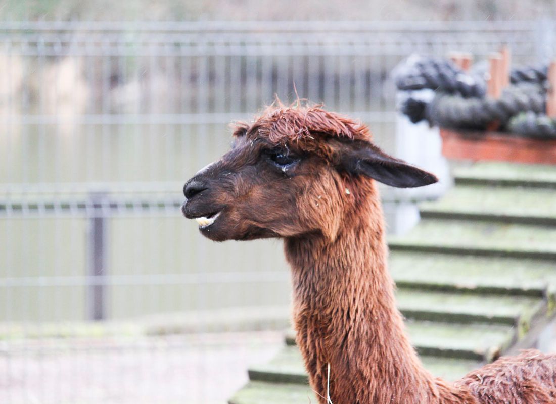 Klein- und Huftierwelt vom Tierpark Bad Kösen