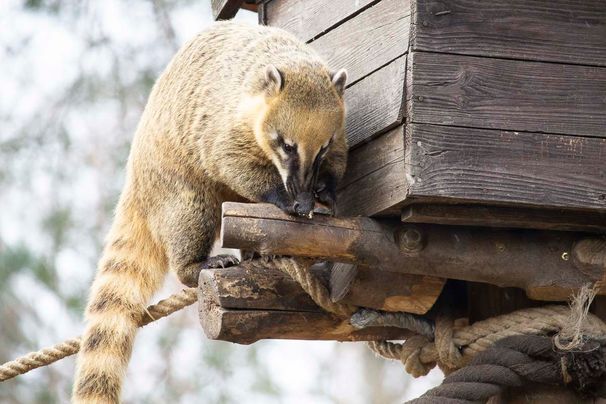 Unsere Bewohner der Raubtierwelt vom Attraktionen vom Tierpark Bad Kösen