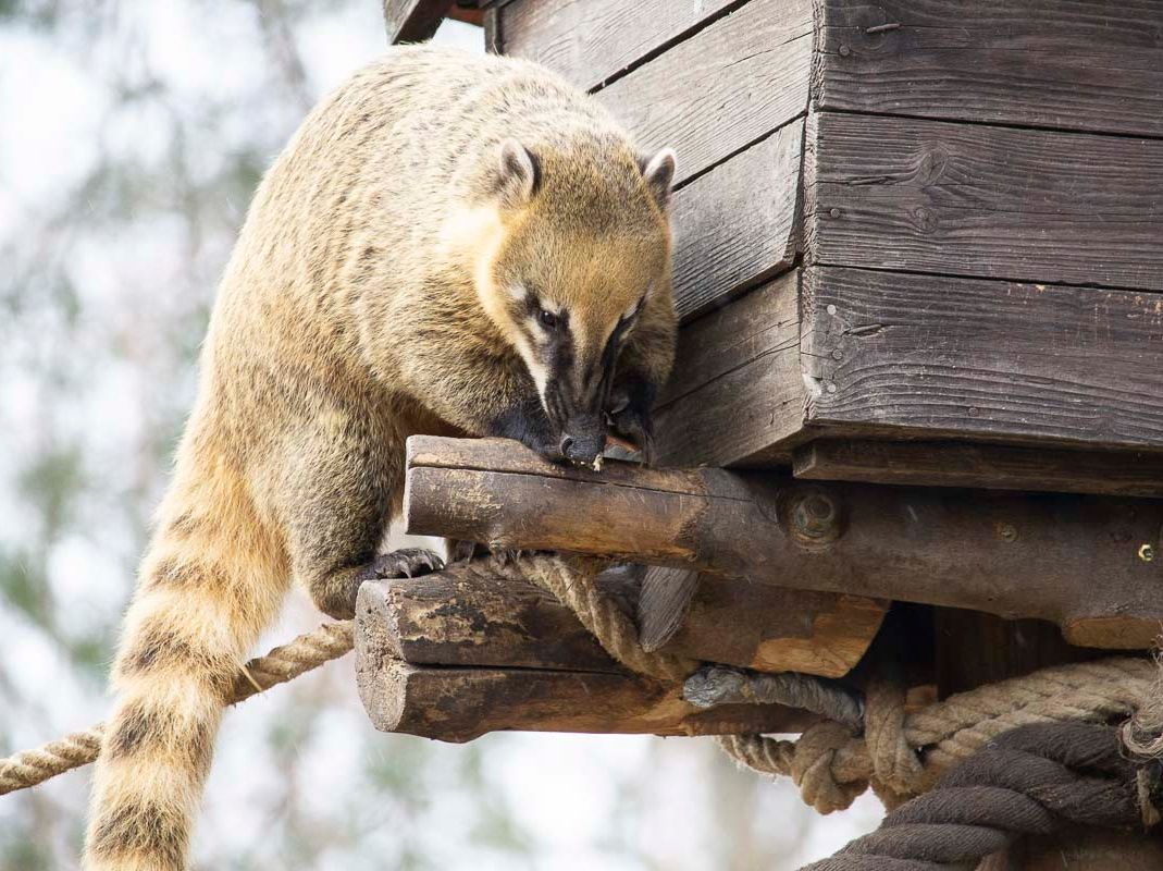 Unsere Bewohner der Raubtierwelt vom Attraktionen vom Tierpark Bad Kösen