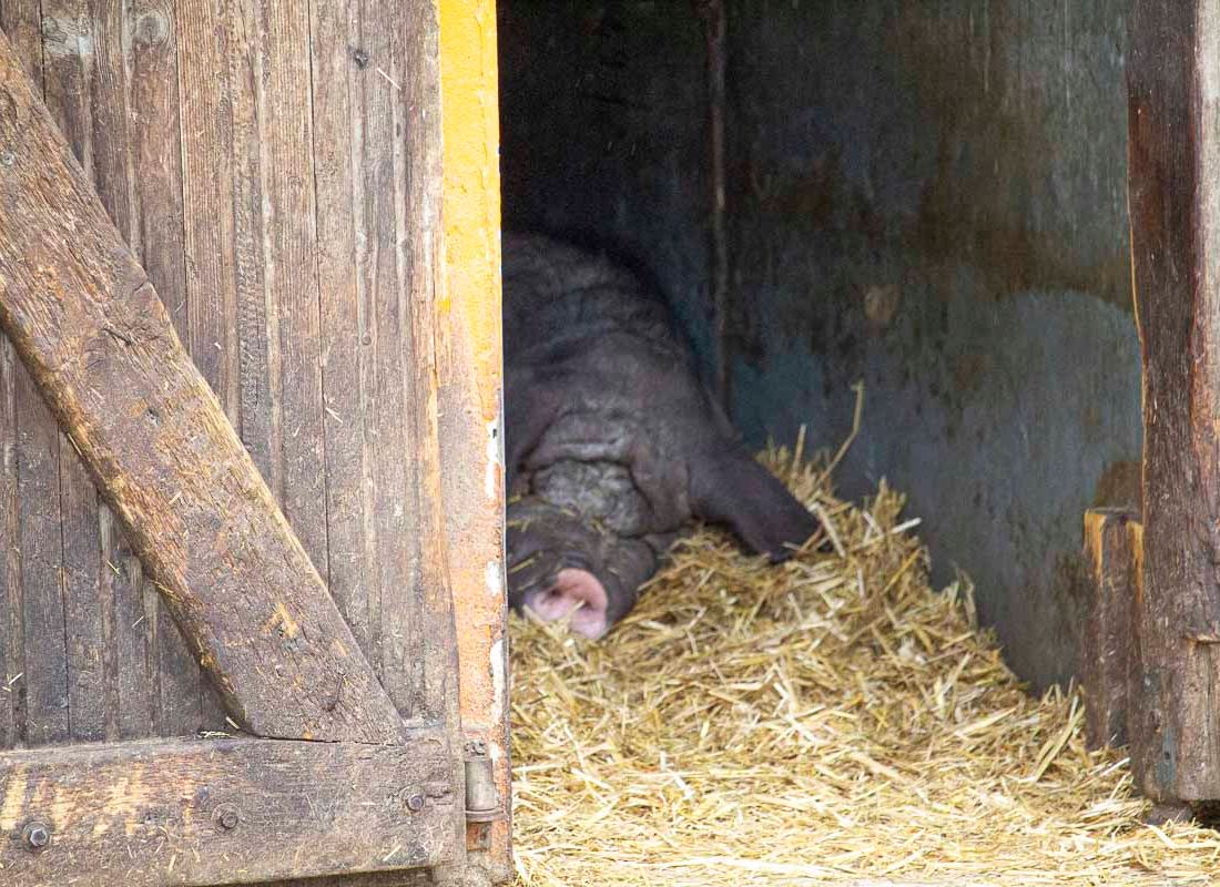 Klein- und Huftierwelt vom Tierpark Bad Kösen