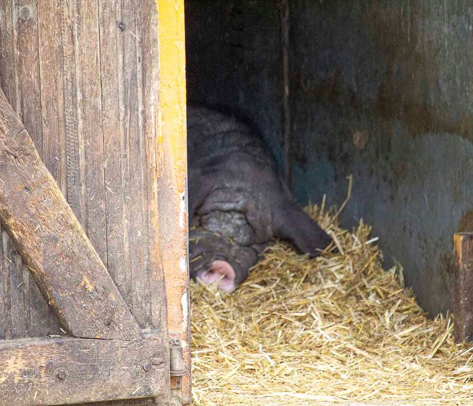 Klein- und Huftierwelt vom Tierpark Bad Kösen