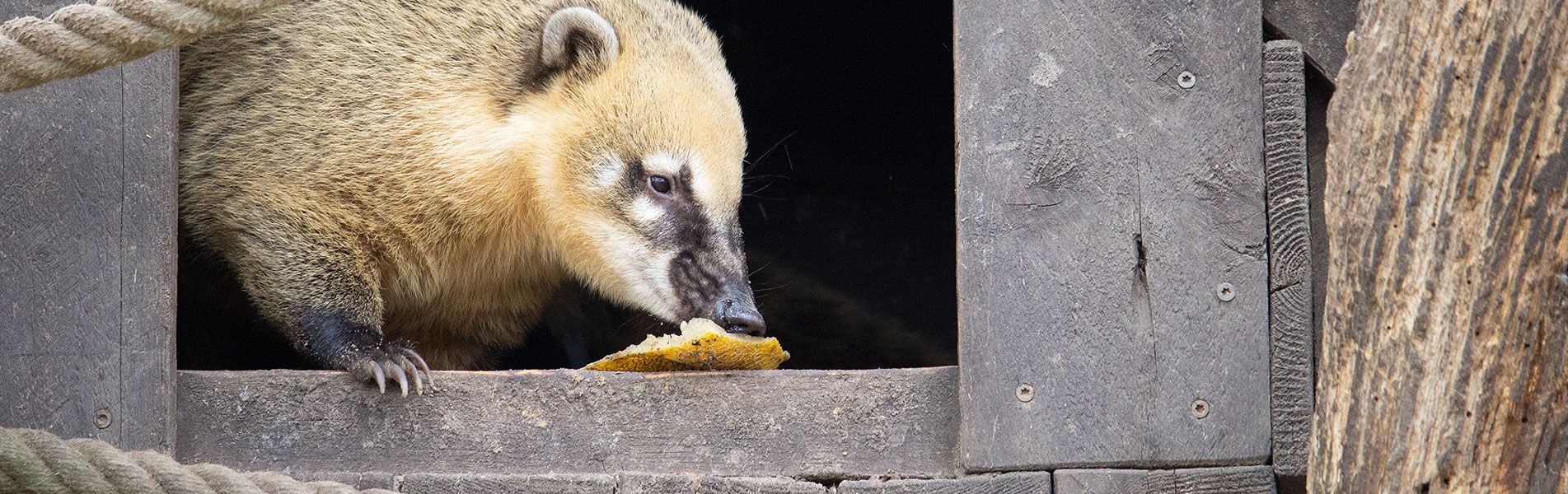 Attraktionen vom Tierpark Bad Kösen