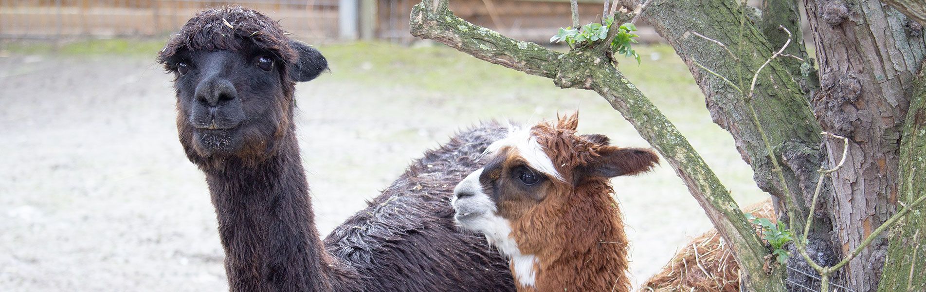Attraktionen vom Tierpark Bad Kösen