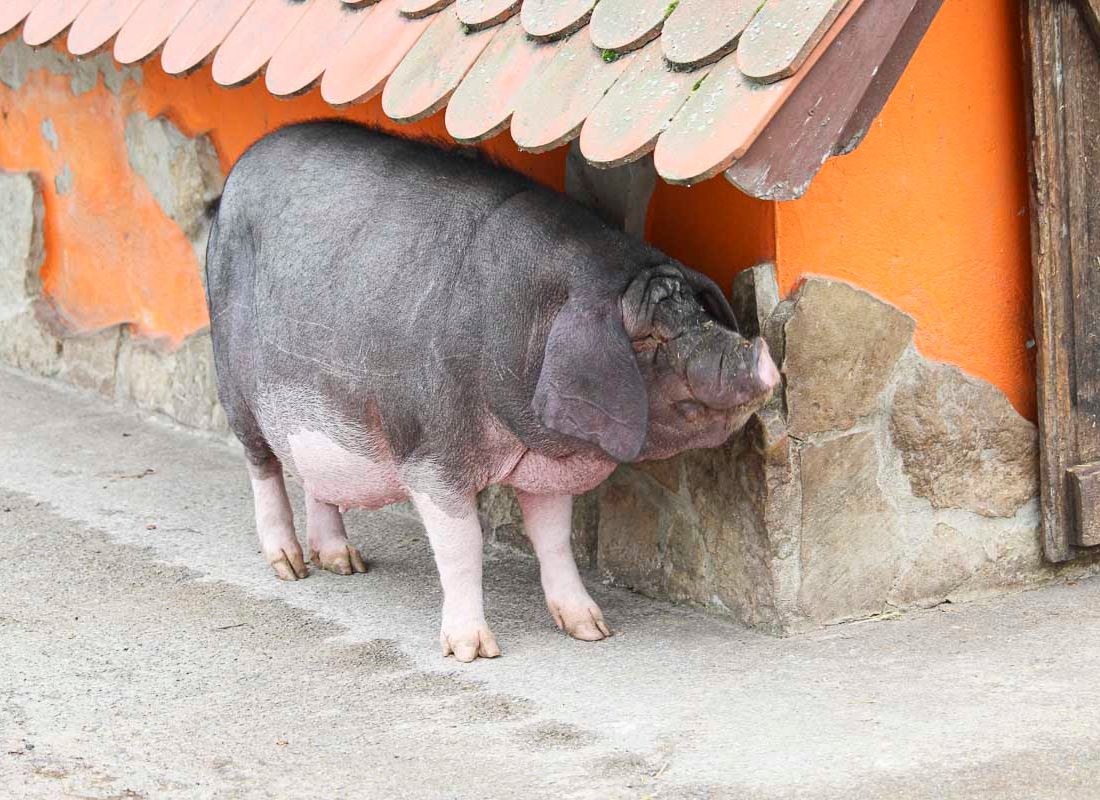 Klein- und Huftierwelt vom Tierpark Bad Kösen