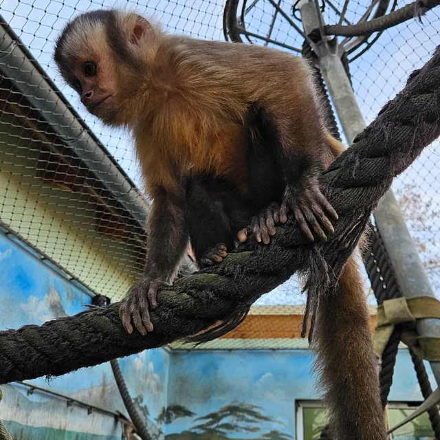 Unsere Bewohner der Affenwelt von Attraktionen vom Tierpark Bad Kösen