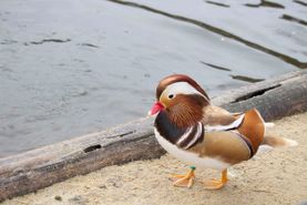 Vogelwelt vom Tierpark Bad Kösen