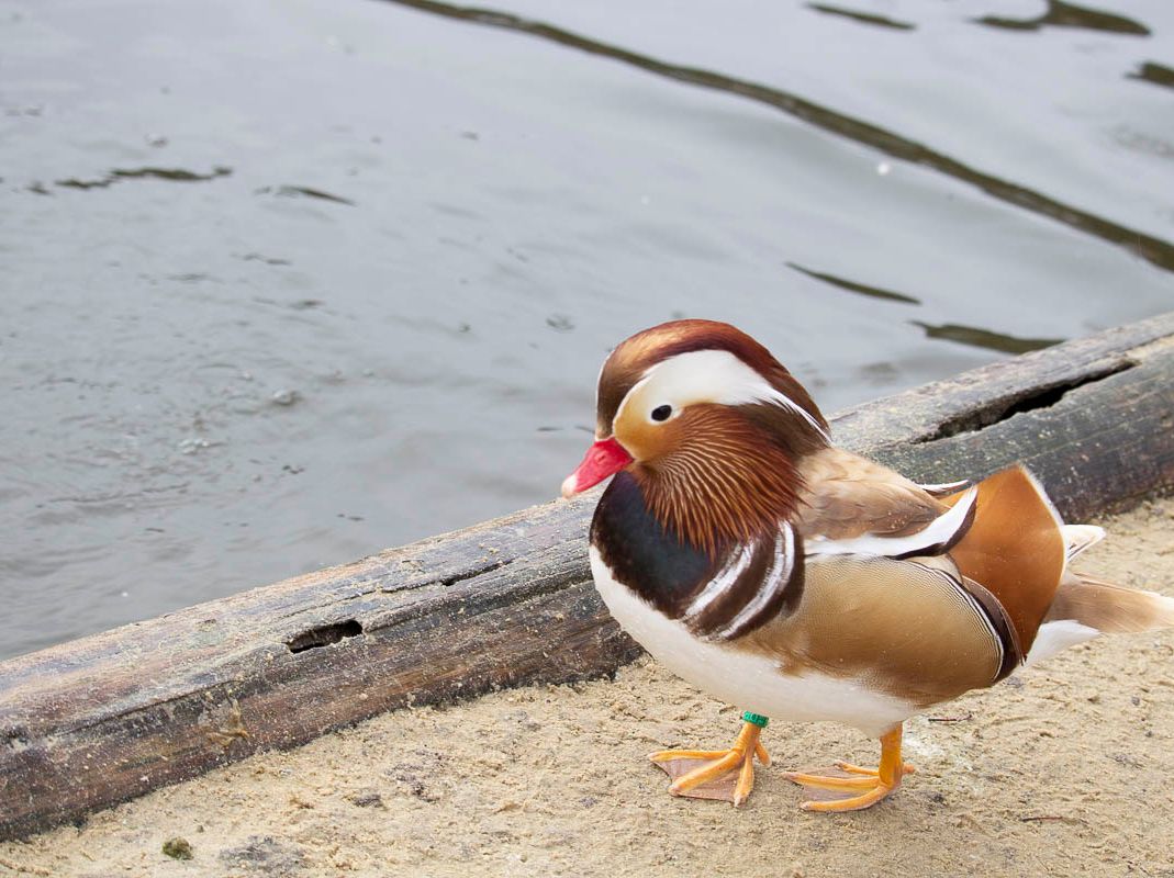 Vogelwelt vom Tierpark Bad Kösen