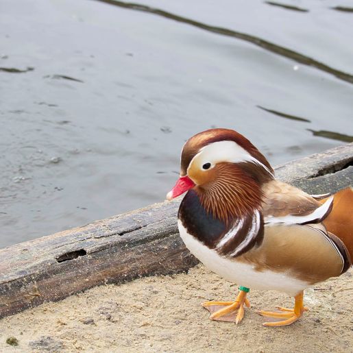 Vogelwelt vom Tierpark Bad Kösen