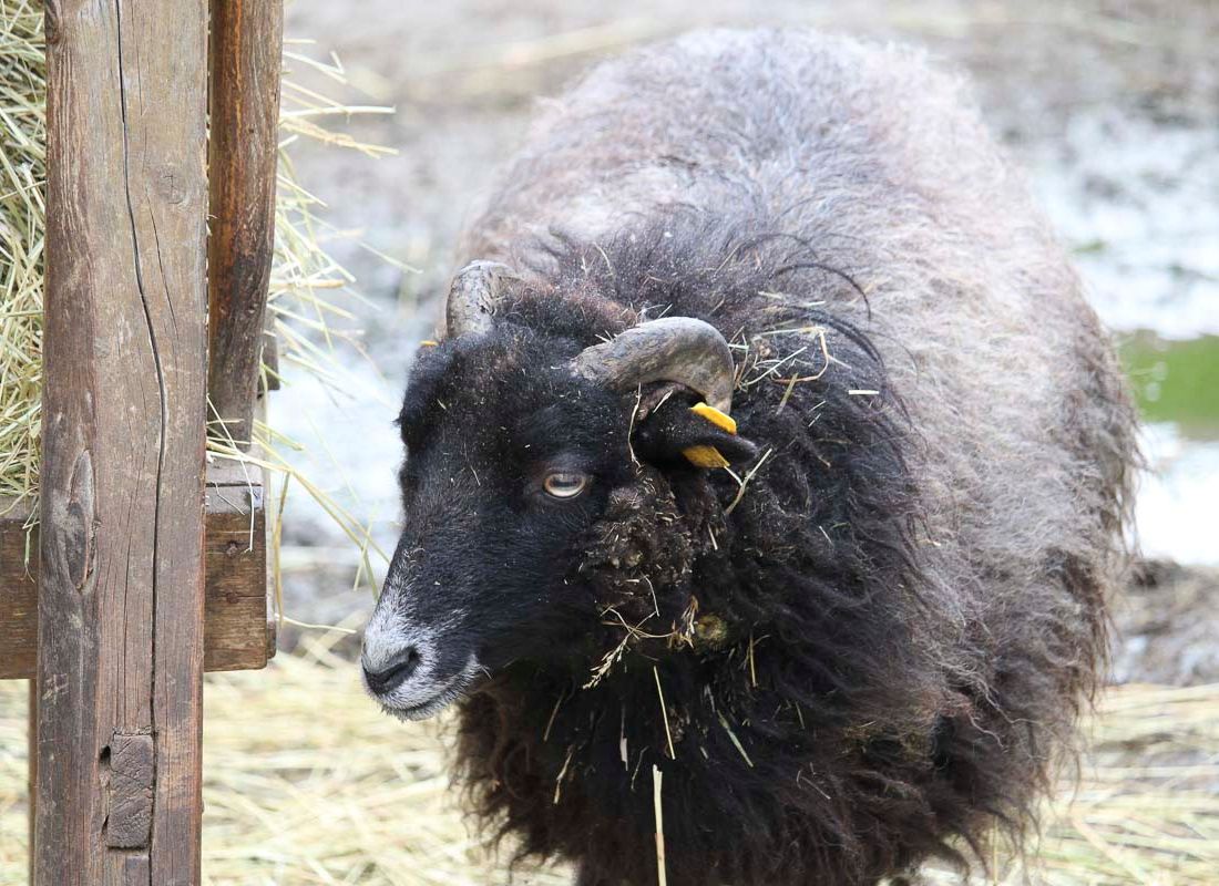 Klein- und Huftierwelt vom Tierpark Bad Kösen