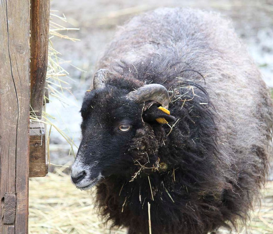 Klein- und Huftierwelt vom Tierpark Bad Kösen