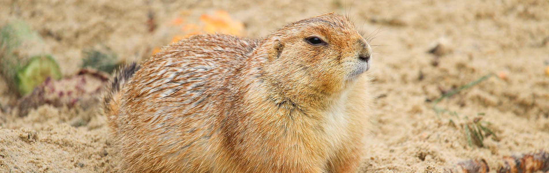 Attraktionen vom Tierpark Bad Kösen