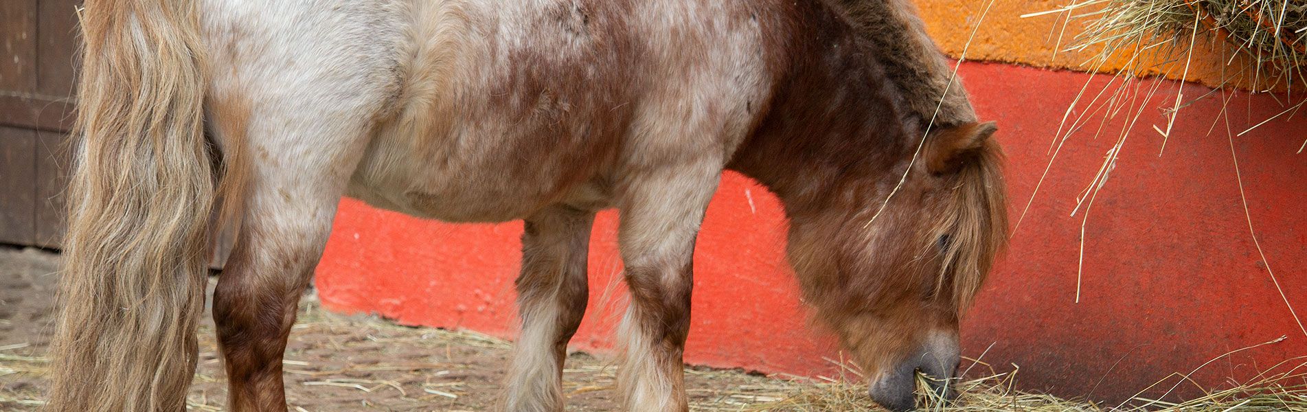 Attraktionen vom Tierpark Bad Kösen