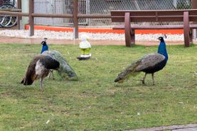 Vogelwelt vom Tierpark Bad Kösen
