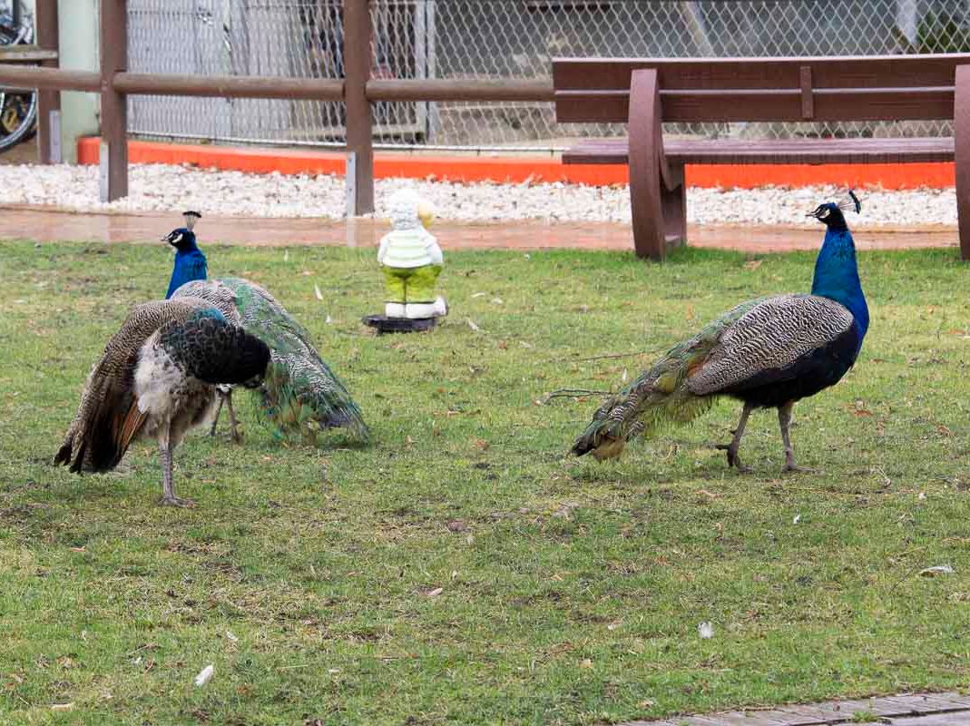 Vogelwelt vom Tierpark Bad Kösen