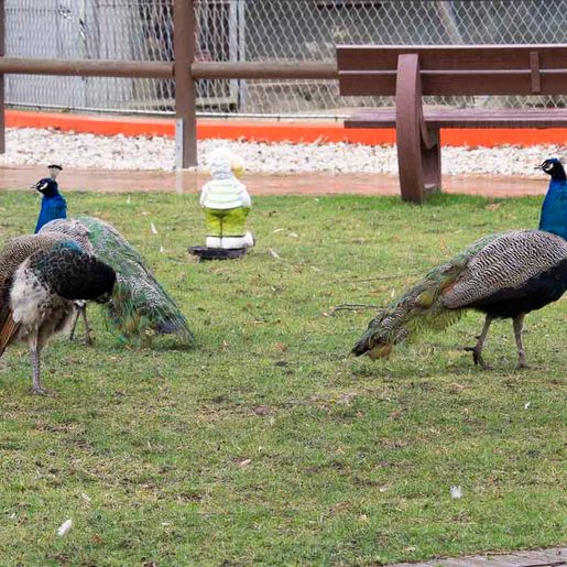 Vogelwelt vom Tierpark Bad Kösen
