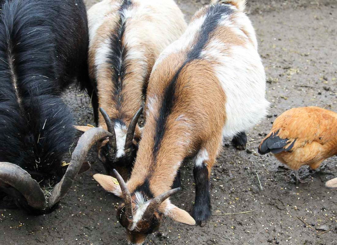 Klein- und Huftierwelt vom Tierpark Bad Kösen