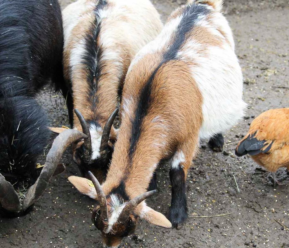 Klein- und Huftierwelt vom Tierpark Bad Kösen