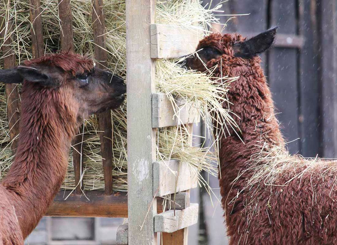 Klein- und Huftierwelt vom Tierpark Bad Kösen
