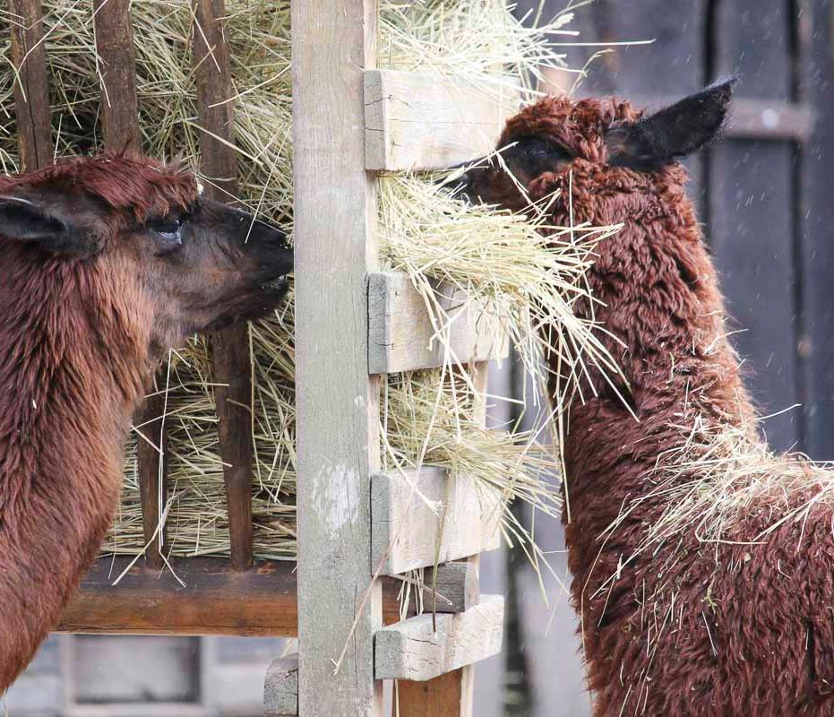 Klein- und Huftierwelt vom Tierpark Bad Kösen