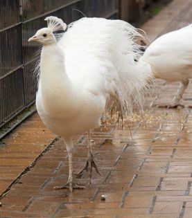Vogelwelt vom Tierpark Bad Kösen