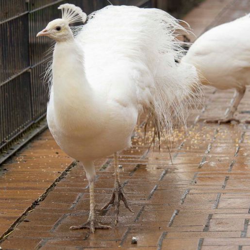 Vogelwelt vom Tierpark Bad Kösen