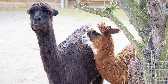 Klein- und Huftierwelt vom Tierpark Bad Kösen