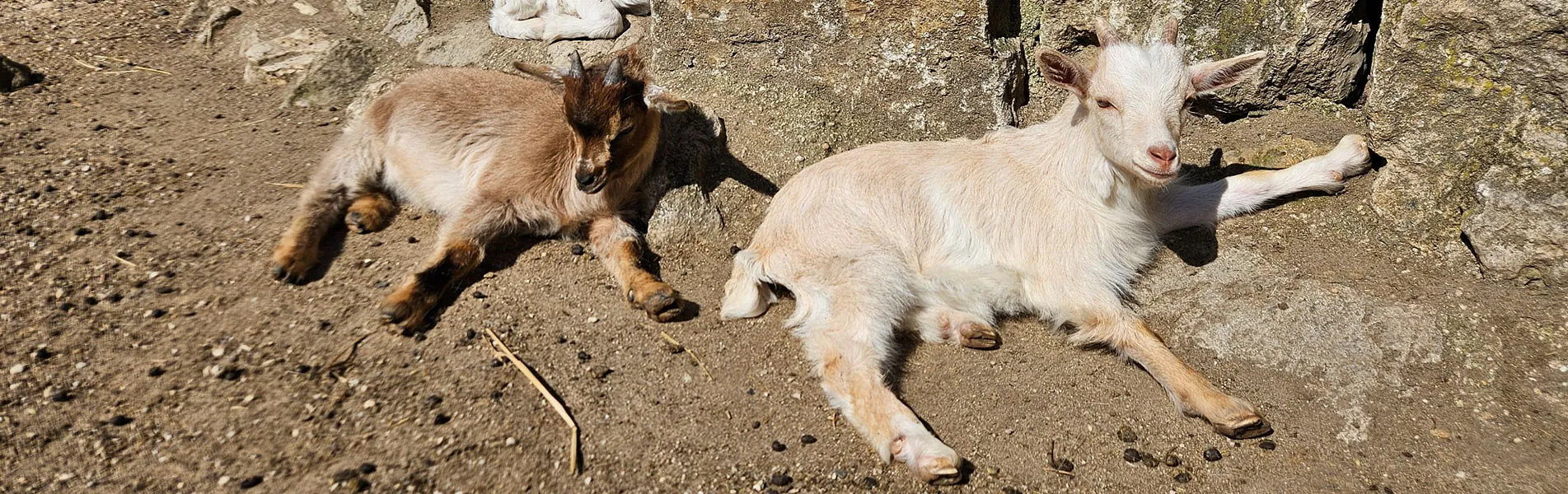 Attraktionen vom Tierpark Bad Kösen