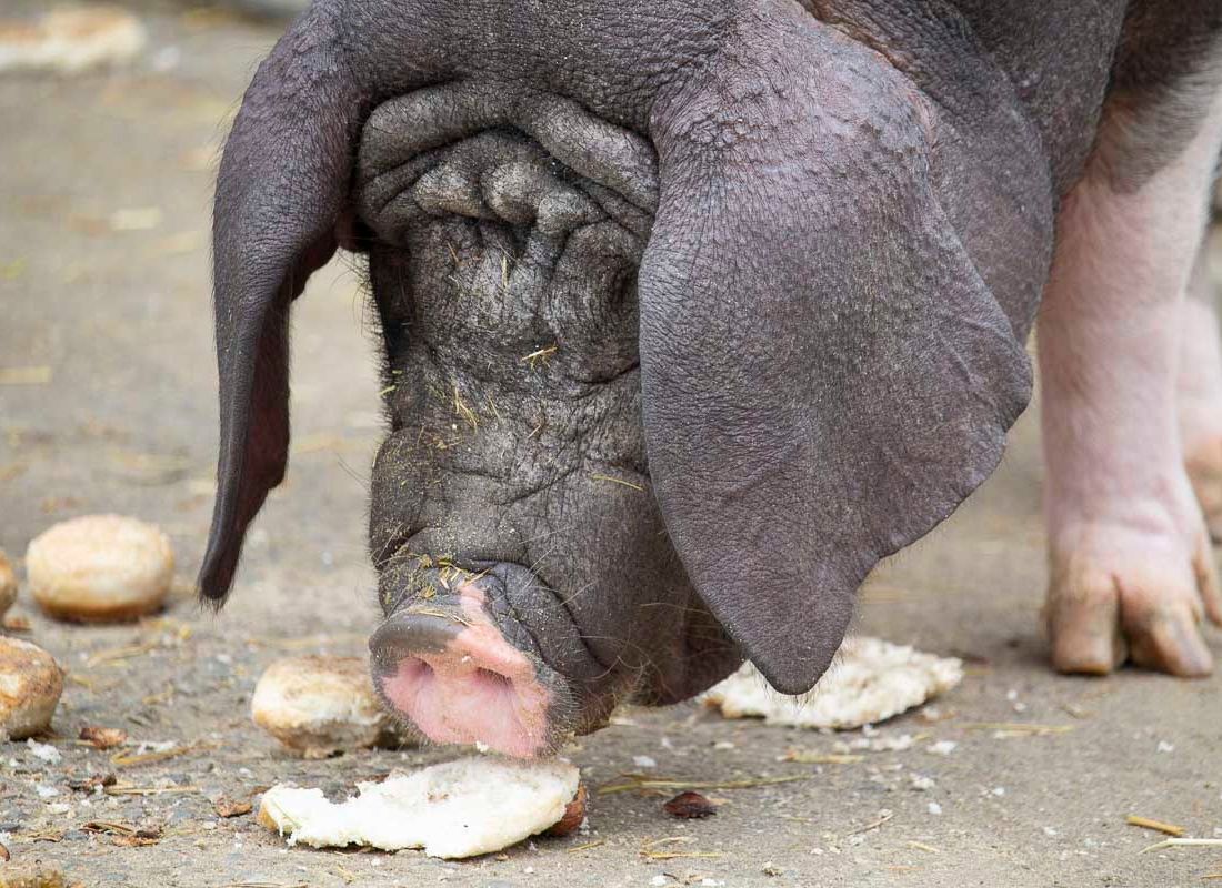 Klein- und Huftierwelt vom Tierpark Bad Kösen