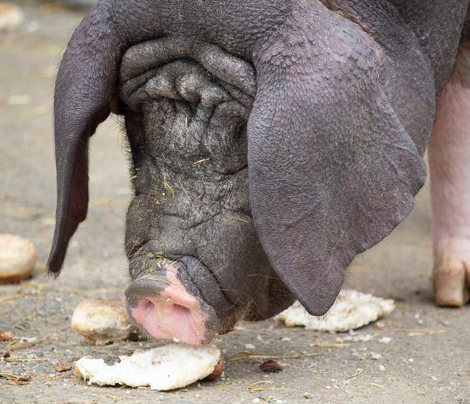 Klein- und Huftierwelt vom Tierpark Bad Kösen