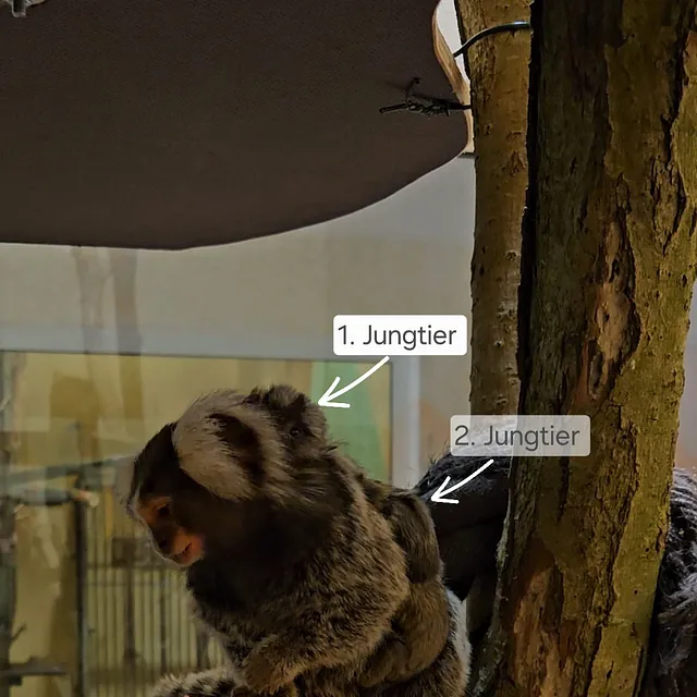 Unsere Bewohner der Affenwelt von Attraktionen vom Tierpark Bad Kösen
