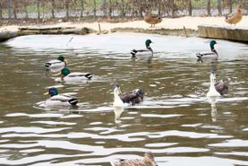 Vogelwelt vom Tierpark Bad Kösen