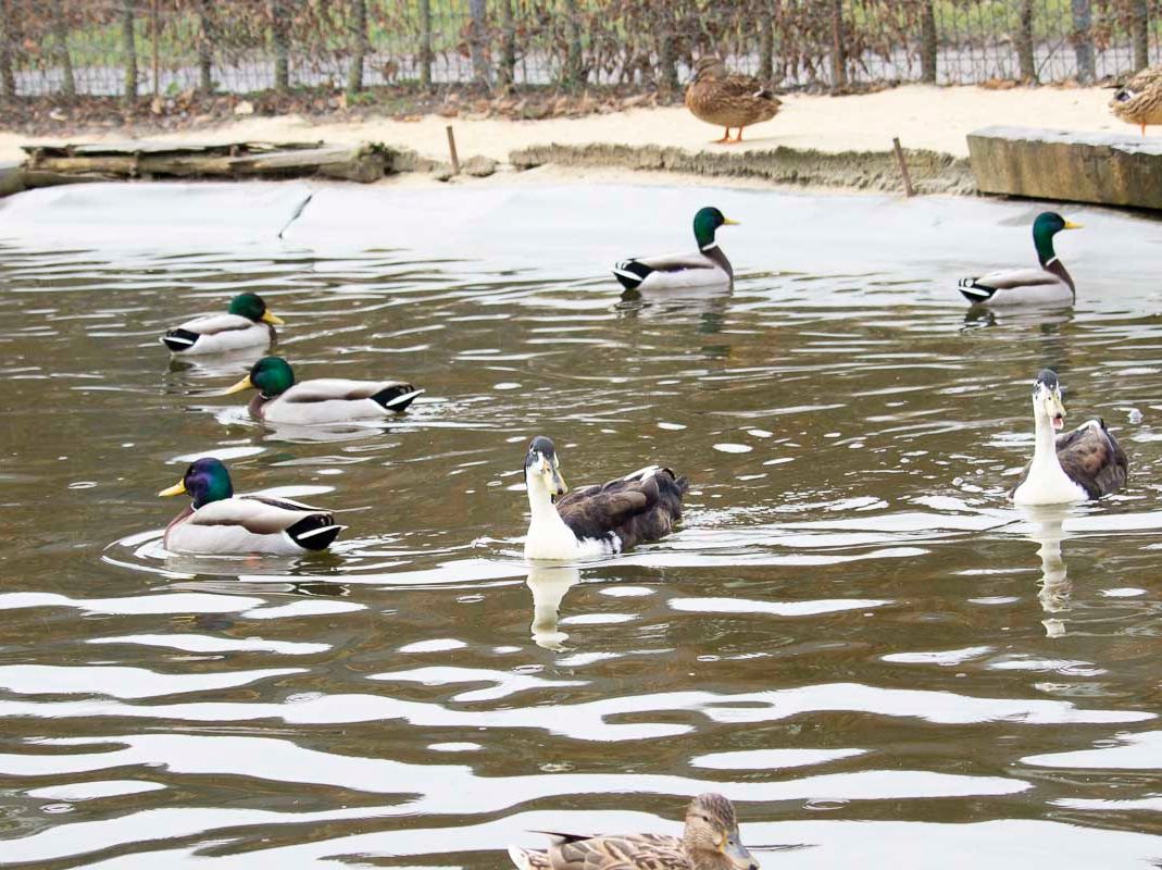 Vogelwelt vom Tierpark Bad Kösen
