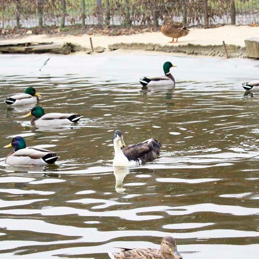 Vogelwelt vom Tierpark Bad Kösen
