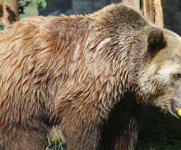 Bärin Anka vom Tierpark Bad Kösen
