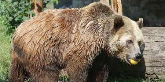 Raubtierwelt vom Tierpark Bad Kösen