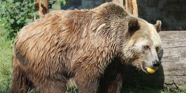 Bärin Anka vom Tierpark Bad Kösen