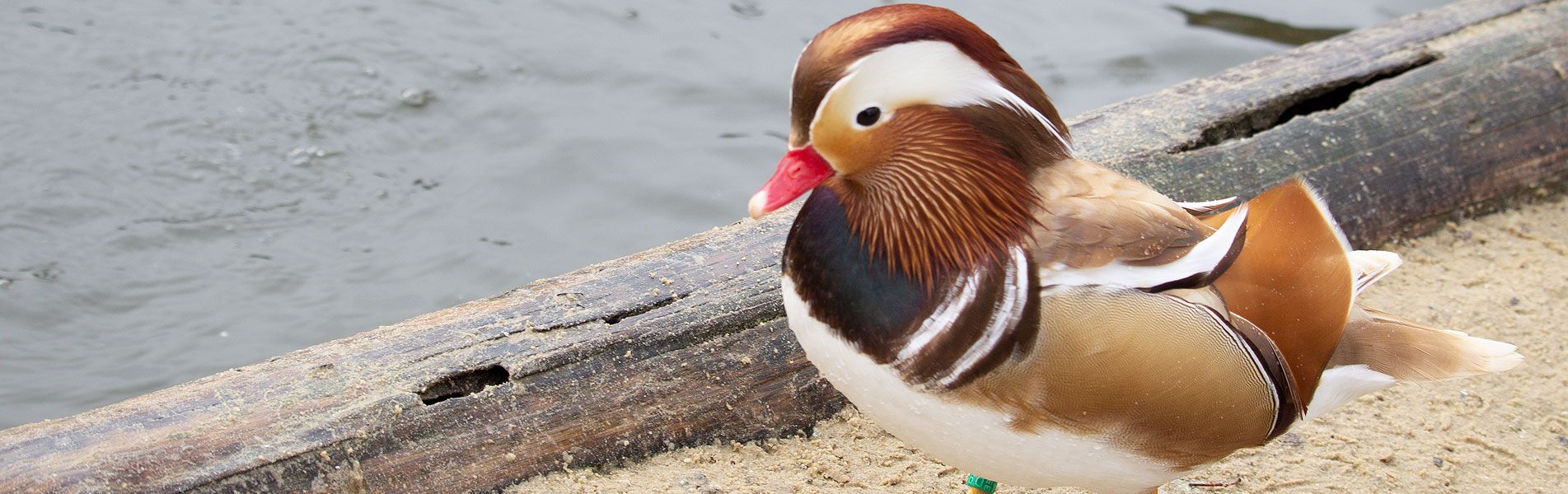Attraktionen vom Tierpark Bad Kösen