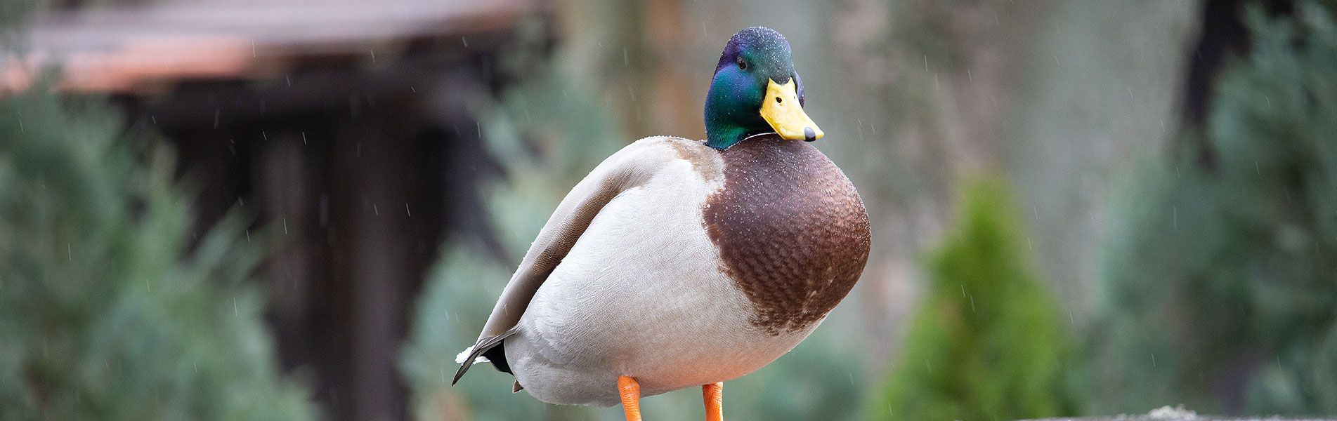 Attraktionen vom Tierpark Bad Kösen