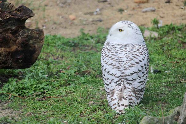 Unsere Bewohner der Raubtierwelt vom Attraktionen vom Tierpark Bad Kösen