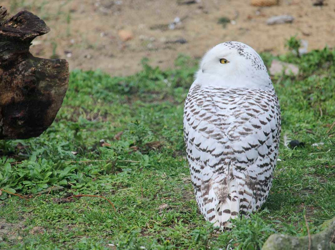 Unsere Bewohner der Raubtierwelt vom Attraktionen vom Tierpark Bad Kösen